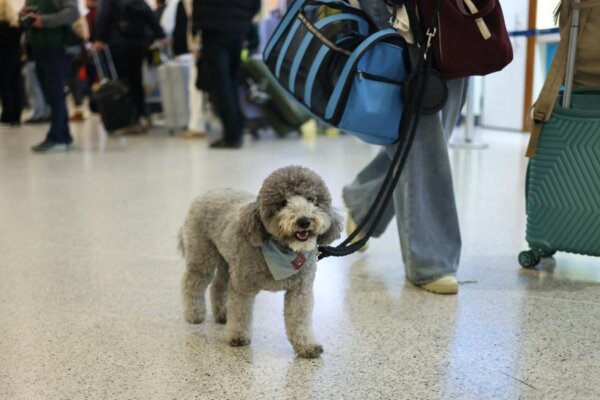 Το Ευρωπαϊκό Κοινοβούλιο ενέκρινε νέους αυστηρούς κανόνες για την προστασία των ζώων συντροφιάς (σκύλους και γάτες)