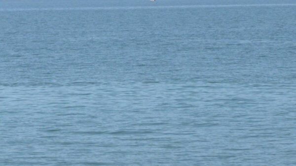 Δύο δήμοι από τους εφτά είναι έτοιμοι για τα πλωτά φράγματα αντιμετώπισης μεδουσών