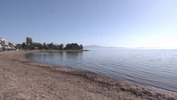 Ο δήμος Λοκρών θα τοποθετήσει πλωτά φράγματα για να προστατεύσει τους κολυμβητές από τις μωβ μέδουσες.  (video)