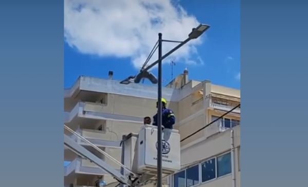 Υπάλληλοι του Δήμου Χαλκιδέων σώζουν εγκλωβισμένο γλαροπούλι