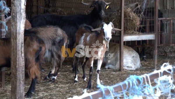 Μουρίκι Θηβών: Νέα επίθεση λύκου σε κοπάδι (video).