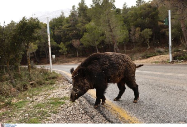 Αγριογούρουνα εμφανίστηκαν στην Πανεπιστημιούπολη της Πάτρας