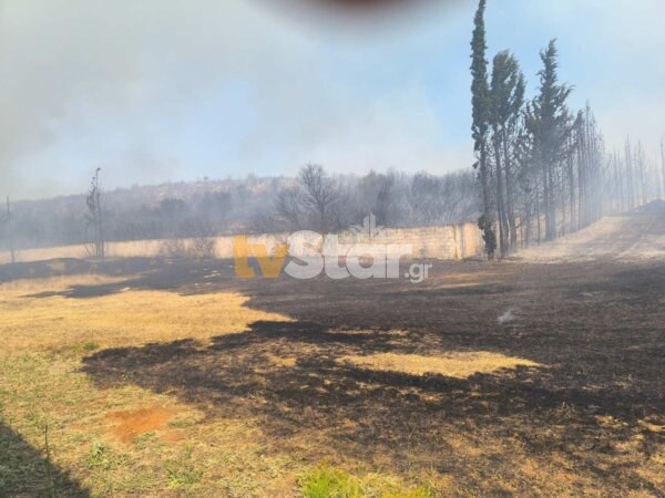 Βοιωτία: Μάχη με τις φλόγες σε Ελαιώνα Θήβας και Ακραίφνιο (video)