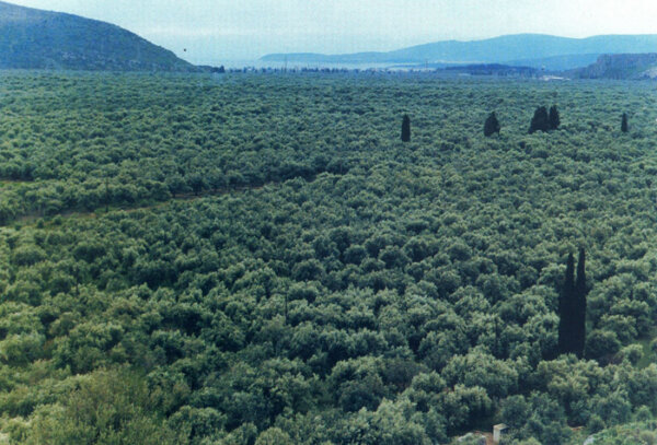 Την υπογραφή μνημονίου για πρόγραμμα πυροπροστασίας του Ελαιώνα αποφάσισε το Δημοτικό Συμβούλιο του Δήμου Δελφών
