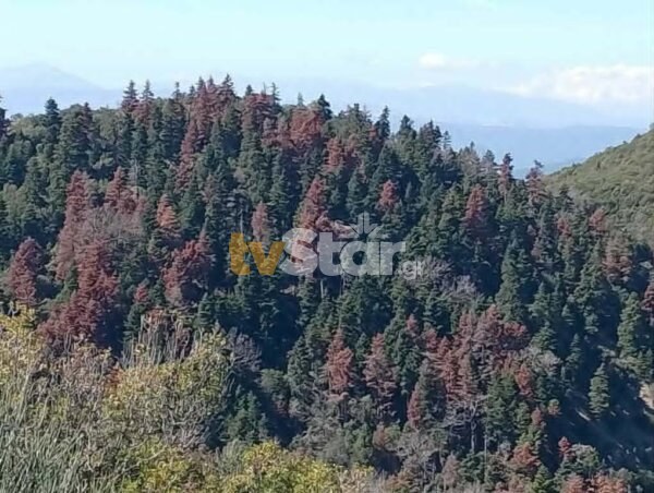 Πληγή για τα ελατοδάση της Εύβοιας – Γιατί ξεραίνονται…(φωτογραφίες)