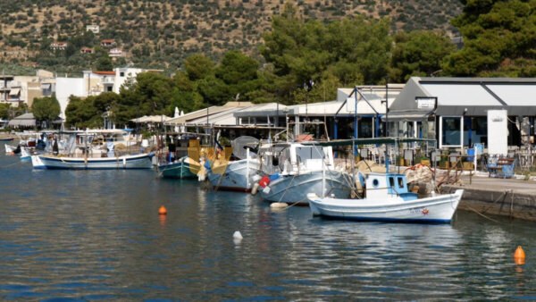 Ασφαλείς οι λουόμενοι του Δήμου Διστόμου Αράχωβας Αντίκυρας. Κανένα κρούσμα λαγοκέφαλου (video).