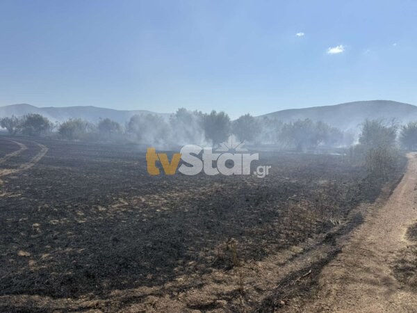 Φθιώτιδα: Φωτιά στη Στυλίδα- Τρία εναέρια μέσα επιχειρούν στο μέτωπο