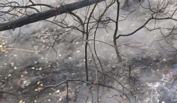 Σε μερικό έλεγχο η φωτιά σε δασική έκταση στην Μακρυκάπα