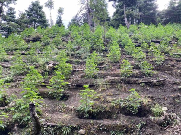 Φθιώτιδα: Χασισοφυτεία με 4.670 δενδρύλλια και κέρδος 9 εκατομμύρια ευρώ – 3 συλλήψεις (φωτο-video)