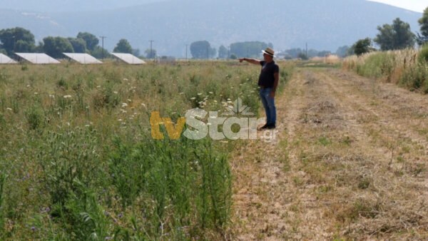 Σε κατάσταση συναγερμού η Κωπαίδα. Ποντίκια λεηλατούν καλλιέργειες. Σε απόγνωση οι αγρότες.(video)