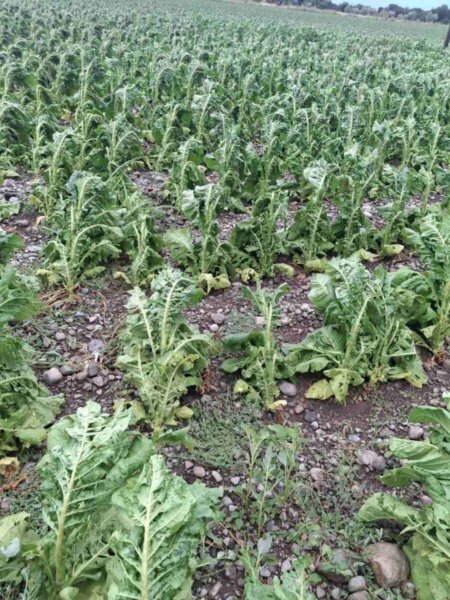 Αμφίκλεια: Ανυπολόγιστες ζημιές σε όλες τις καλλιέργειες (φωτορεπορταζ)
