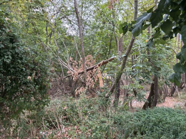 Ξεκίνησαν οι εργασίες απομάκρυνσης των προσβεβλημένων πλατάνων από την κοίτη του Βοιωτικού Κηφισο