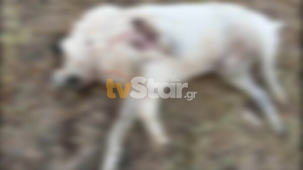 Αμοιβή 3000 ευρώ για τον εντοπισμό του δράστη που πυροβόλησε και σκότωσε τσοπανόσκυλο στο Κάστρο. (photo)