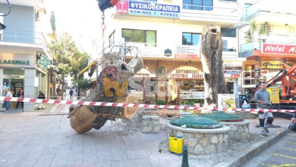 Κόπηκε επικίνδυνος πλάτανος – Στο μικροσκόπιο τα δέντρα του δήμου Λαμιέων