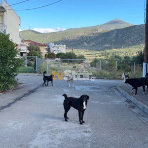 ΤΑ ΣΗΜΑΝΤΙΚΟΤΕΡΑ ΝΕΑ