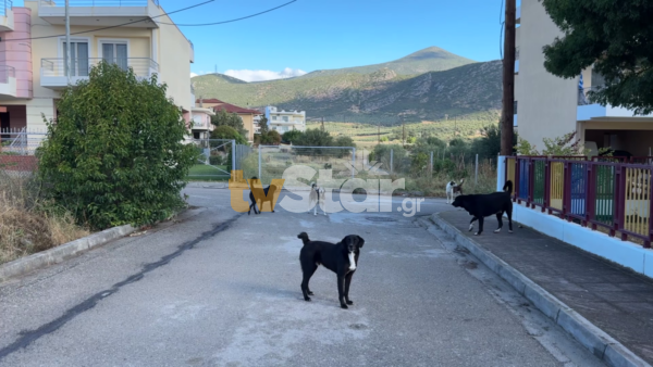 Επίθεση αδέσποτων σκύλων σε μητέρα έξω από νηπιαγωγείο της Λαμίας προκαλεί θύελλα αντιδράσεων. (video)