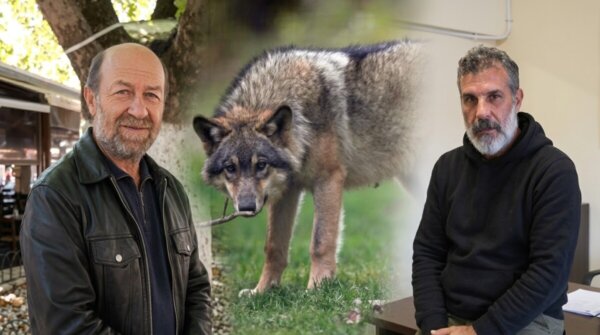 Κραυγή αγωνίας από κτηνοτρόφους και κυνηγούς στη Φθιώτιδα για τους λύκους. (video)