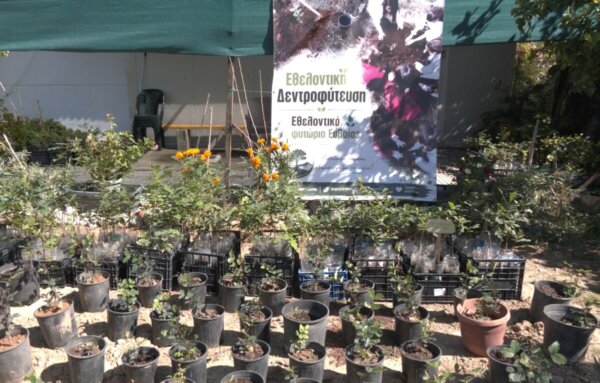 Από τις αιωνόβιες βελανιδιές στα νέα δέντρα του Λήλαντα (Video)