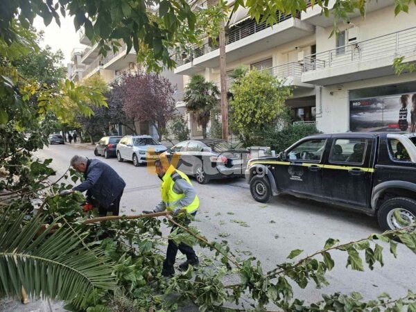 Πτώση δέντρου εν ώρα αιχμής στην πόλη της Λαμίας (φωτογραφίες)
