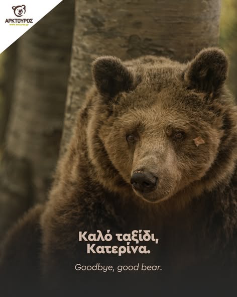 Πέθανε η Κατερίνα, η αρκούδα που έζησε 30 χρόνια στο Νυμφαίο – Η ανάρτηση του Αρκτούρου