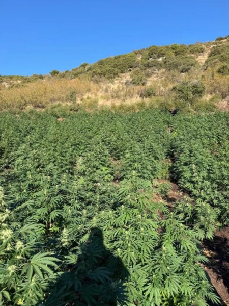 Φυτεία με 812 δενδρύλλια κάνναβης βρέθηκε κρυμμένη μέσα σε δάσος στη Λάρισα – Πάνω από 800.000 ευρώ το προσδοκώμενο όφελος