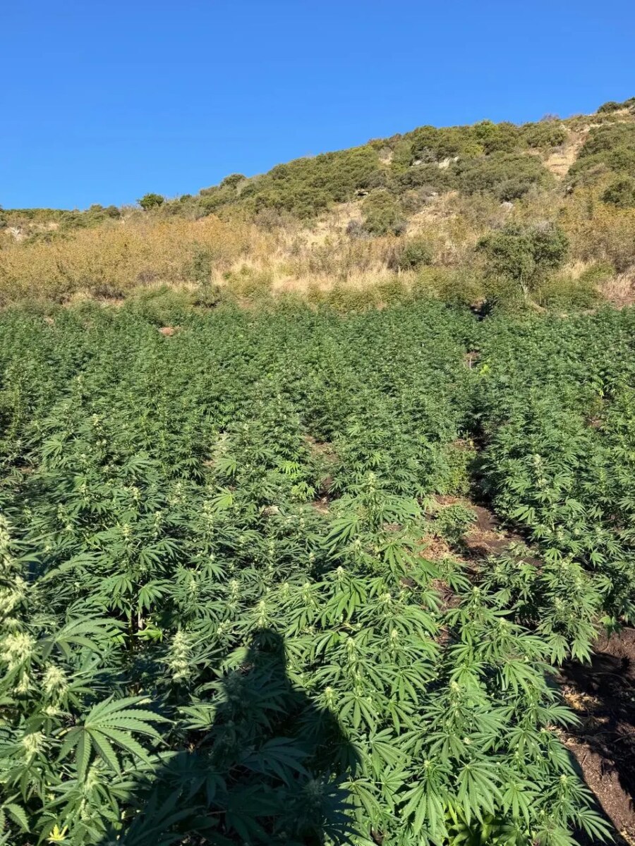 Φυτεία με 812 δενδρύλλια κάνναβης βρέθηκε κρυμμένη μέσα σε δάσος στη Λάρισα – Πάνω από 800.000 ευρώ το προσδοκώμενο όφελος